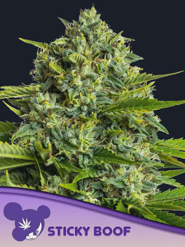 ANESIA SEEDS - STICKY BOOF FEM - 3 SEEDS