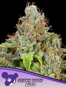 ANESIA SEEDS - STICKY BOOF AUTO - 3 SEEDS