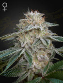 Green House Seeds - Super Lemon Haze x GMO