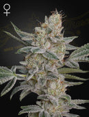 Green House Seeds - Super Lemon Haze x RS11