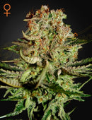 Greeen House Seeds - Super Bud