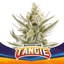 BSF - Tangie XXL Auto
