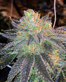 Terphogz - Zkittles (10 Seeds)