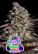 Anesia Seeds - Think Tank Auto - 3 Seeds