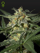 Green House Seeds - WHITE WIDOW AUTO