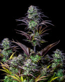 Fast Buds - Blueberry Auto