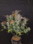 Fast Buds - Cream Cookies Auto