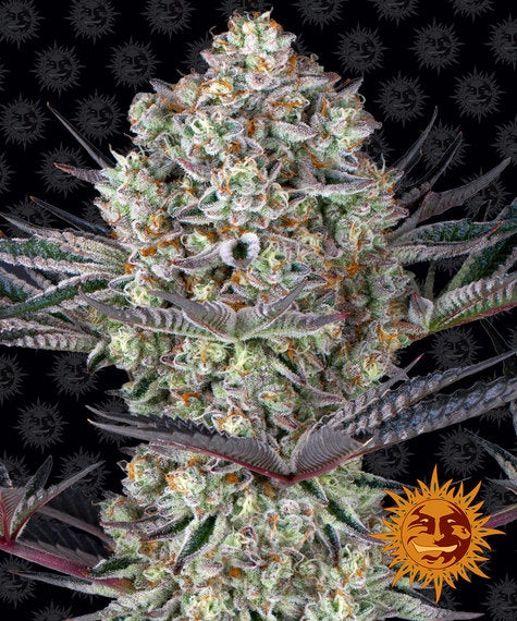 BARNEY'S FARM - DOS SI DOS 33 FEM - 3 SEEDS