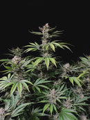 Fast Buds - Cherry Cola Auto