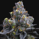 Barney's Farm - Garlic Cookies Strain