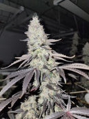 Capulator Seeds - Huggies (12 Seeds)