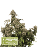 Seed Stockers - Mandarin Panties FEM