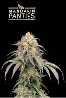 SEED STOCKERS - Mandarin Panties© Autoflower