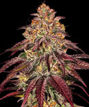 BARNEY'S FARM - MIMOSA X ORANGE PUNCH AUTO - 3 SEEDS