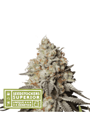 Seed Stockers - Panty Punch Auto