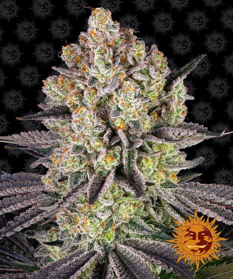 BARNEY'S FARM - RUNTZ FEM - 3 SEEDS