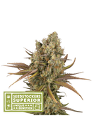 Seed Stockers - SANTA MARTA HAZE AUTO