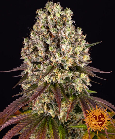 BARNEY'S FARM - SOUR DIESEL FEM - 3 SEEDS