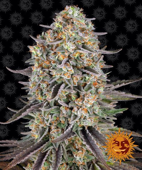 BARNEY'S FARM - SOUR STRAWBERRY FEM - 3 SEEDS