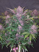 Seed Stockers - Blackberry Gum Auto