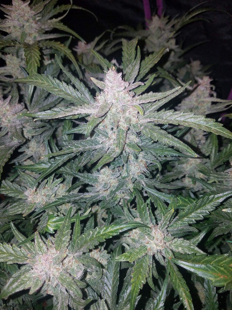 Fast Buds - Mexican Airlines Auto