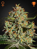 Green House Seeds - Big Bang
