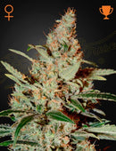 Green House Seeds - Chemdog