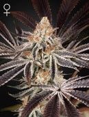 Green House Seeds - Dark Phoenix