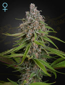 Green House Seeds - Deep Candy (F) (CBD)
