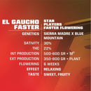 BSF - El Gaucho Faster Flowering