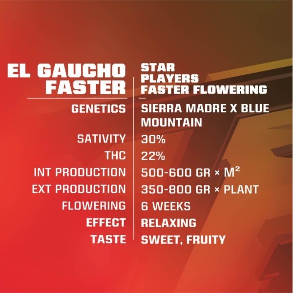 BSF - El Gaucho Faster Flowering