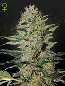 Green House Seeds - EXODUS CHEESE AUTO