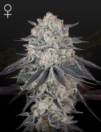 Green House Seeds - Full Gas