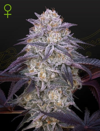 Green House Seeds - KING'S JUICE AUTO