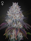 Green House Seeds - KING’S TART