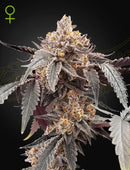 Green House Seeds - GUAVA X GELATO 41 AUTO