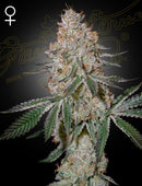 Green House Seeds - HIGHCLOUDZ
