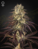 Green House Seeds - Kong's Krush