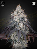 Green House Seeds - LEMON ORANGE