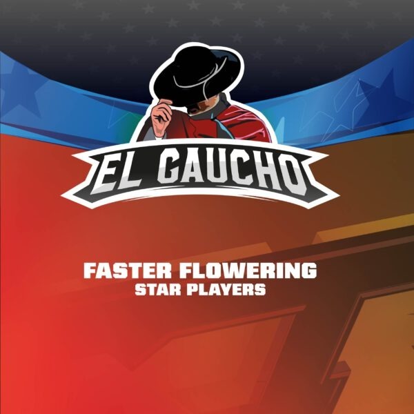 BSF - El Gaucho Faster Flowering