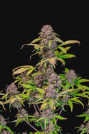 Fast Buds - Lemon Cherry Cookies Auto