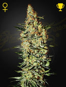 Green House Seeds - Neville's Haze