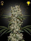 Green House Seeds - SUPER SILVER HAZE
