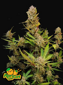 Fast Buds - Apricot Auto