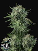 Fast Buds - Moby Dick Auto