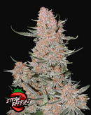 Fast Buds - Ztrawberries Auto