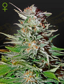 Green House Seeds - SUPER LEMON HAZE AUTO