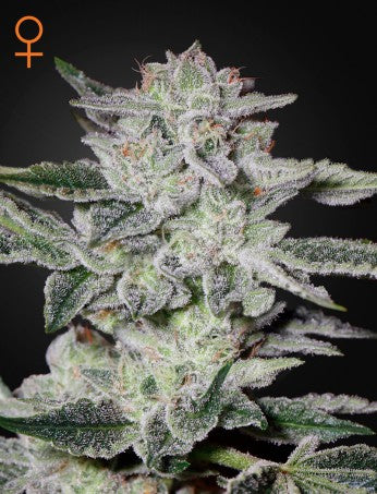 Green House Seeds - SWEET VALLEY KUSH