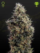 Green House Seeds - SWEET MANGO AUTO