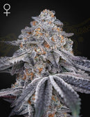 Green House Seeds - Velvet Moon